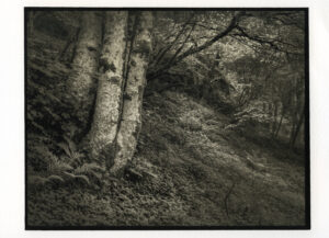 Killin woodland, Perthshire