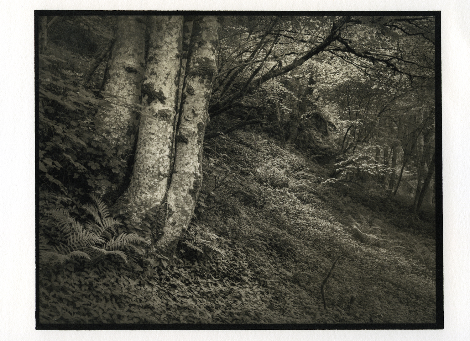 Killin woodland, Perthshire