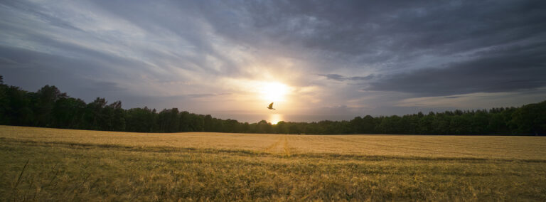 Field of dreams